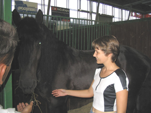 Friesian02.jpg