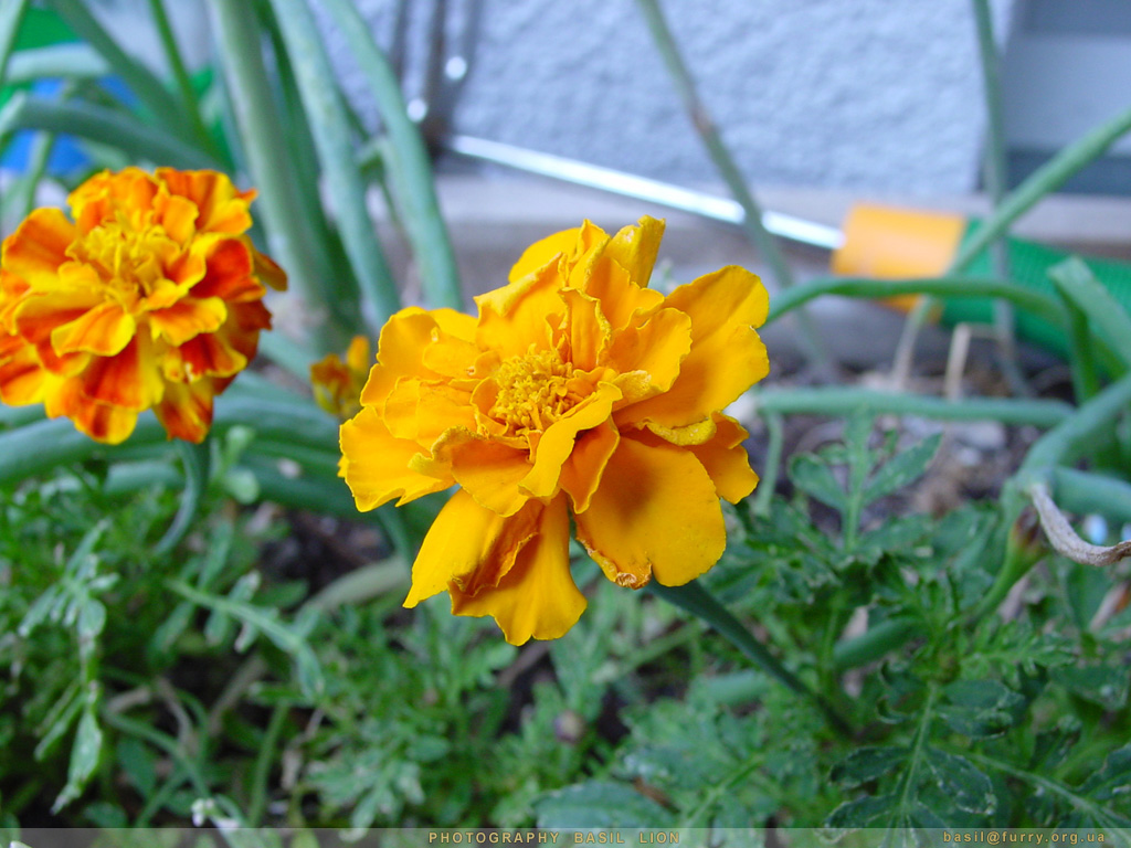 DSC01395_yelow_flower.JPG