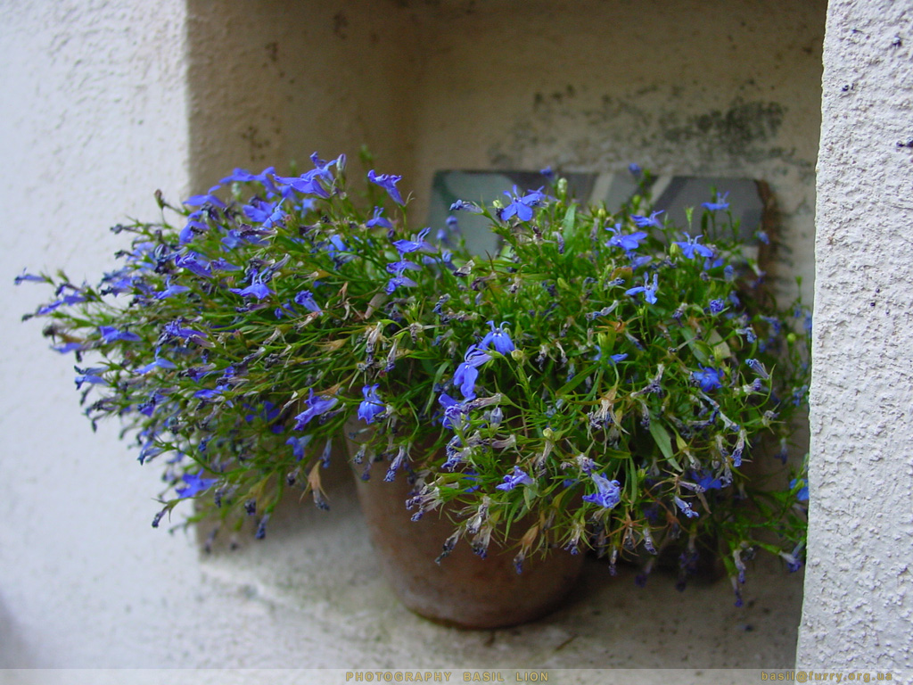 DSC01524_blue_flowers1.JPG