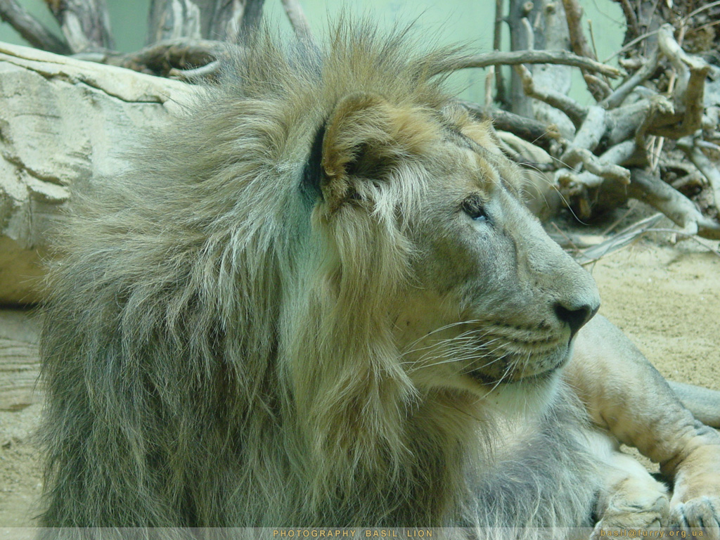 DSC01600_lion1.JPG