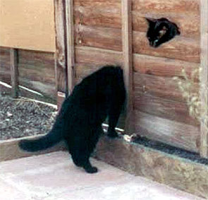 Кот в заборе.jpg