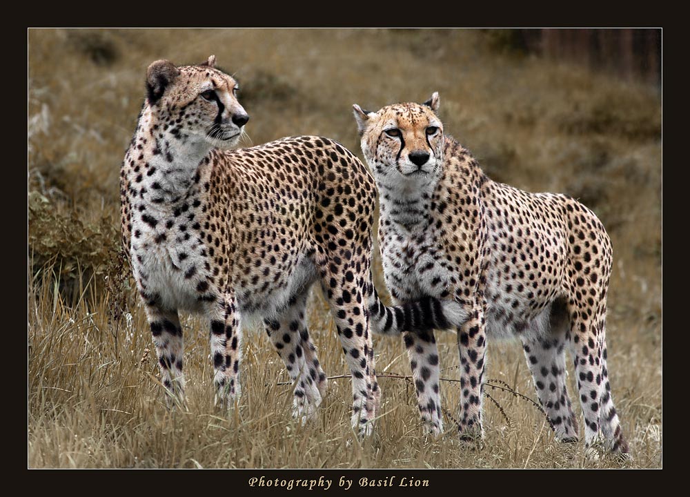 DSC_3172_Cheetahs.jpg