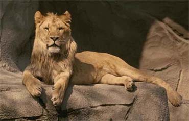 lion-small-photo.jpg