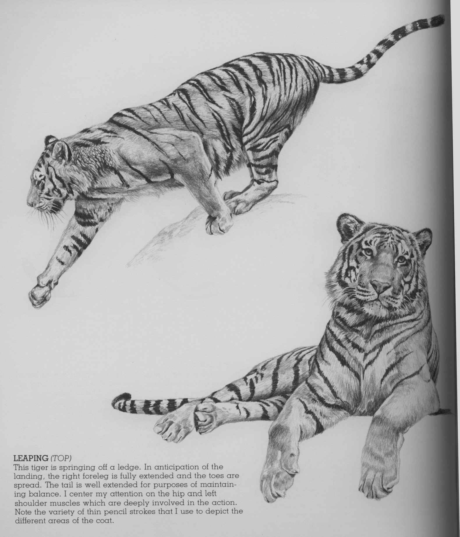 TigerPoses.jpg