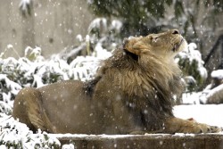 lion_snow_lq.jpg