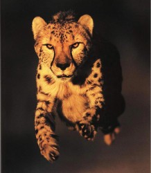 Cheetah_0082.jpg