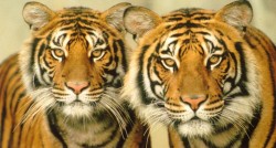 tigres-A16.jpg
