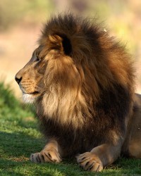 Lion_HS7174.jpg