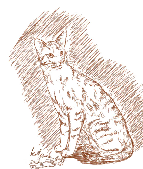 kotenok_gaff_eastcat.jpg