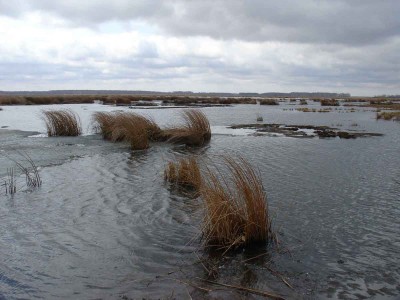 Boloto.jpg (83.42 КБ) 59767 просмотров Boloto.jpg