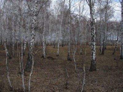 Ber.jpg (274.74 КБ) 62673 просмотра Ber.jpg