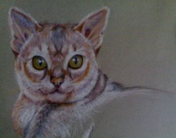 Мой первый не биг котик)