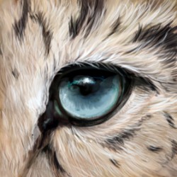 Snow leopard eye