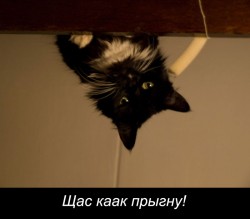 Маленькая пантера