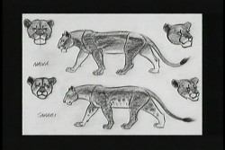 c-lioness1.jpg