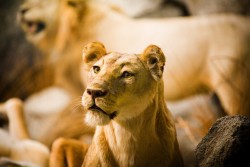 331999068_8cd616362d_o.jpg (953.78 КБ) 28355 просмотров http://www.flickr.com/photos/thomashawk/331999068/